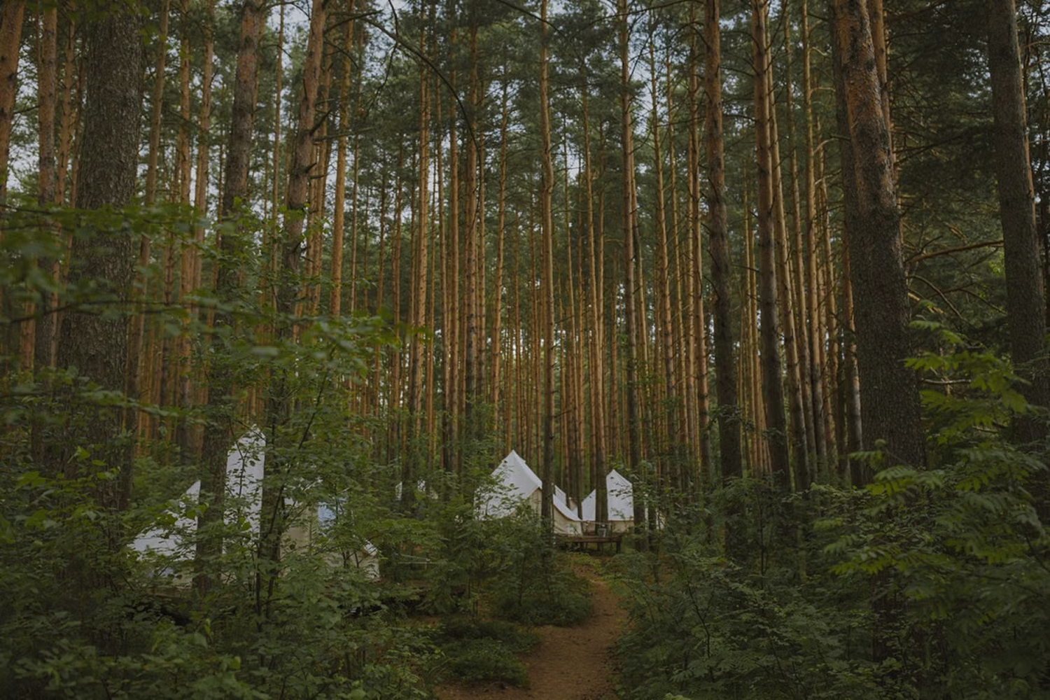 Tenten tussen hoge bomen in het bos
