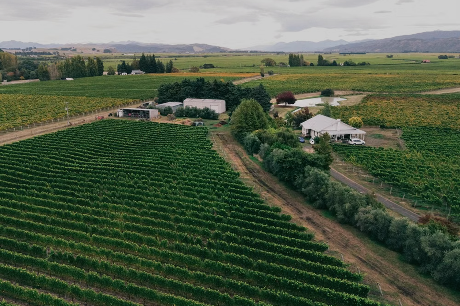 Southern countryside with vineyards
